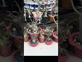 Inside a Stunning Indoor Garden Paradise | Aesthetic Plant & Flower Tour 🌿✨#shorts