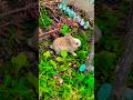 Thỏ con từ đâu tới vườn ăn rau #animals #villagelife