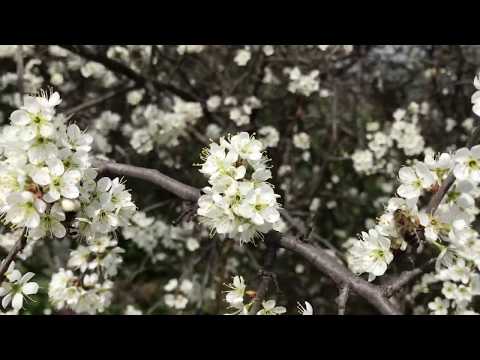 Güvem eriği Prunus Spinoza flower Güvem çakal eriği çiçeği arılık