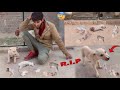Puppy Ny Sab Rabbits Ky Baby Ko Mar Dala😭