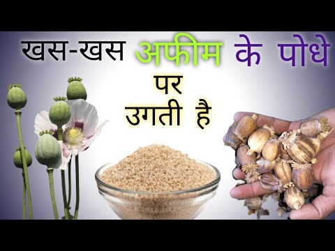 वीडियो: मुझे खसखस कब बोना चाहिए?