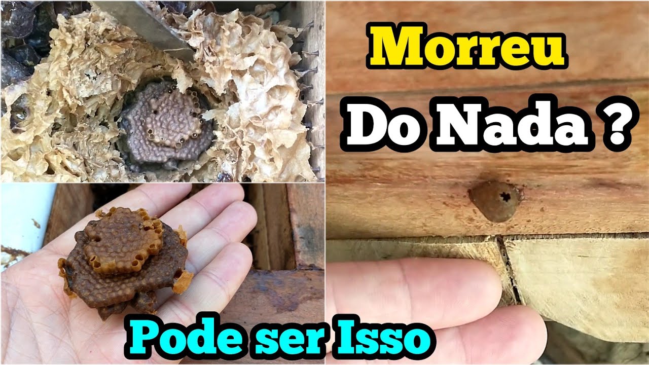 JATAÍ FORTE MORRE DO NADA O QUE PODE SER?