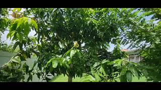 Hurricane prep!! Plum, Mulberry and Mango tree trimming.