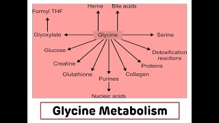 Glycine Metabolism || NEET PG ||Protein Metabolism || Biochemistry || Dr Amit Maheshwari