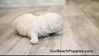 Newborn ‘Breezy Beach’ the Bichon Frise