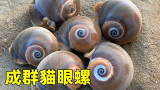 The big fish were found stranded in the sea  and swarms of cat's eye snails and hermit crabs were c