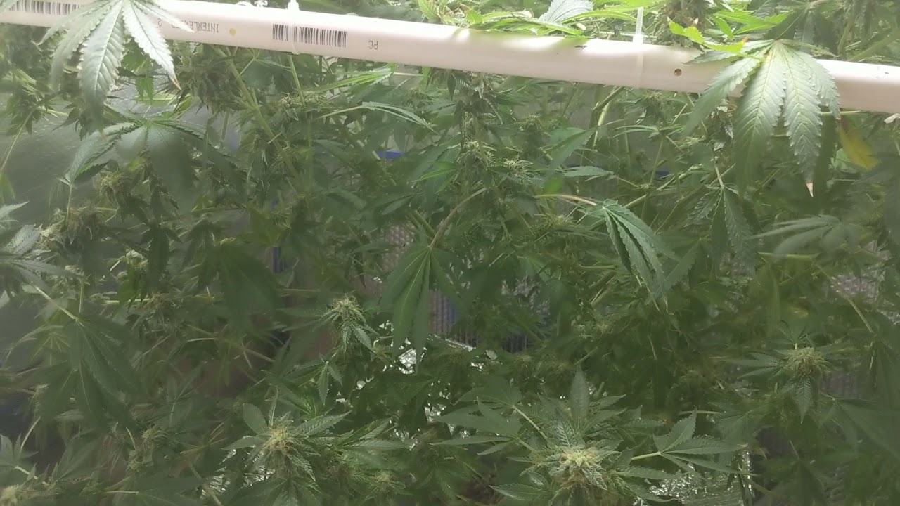 White Widow week 9 Harvest Day