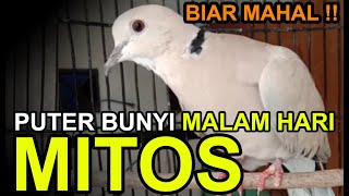 8 Mitos BURUNG PUTER Bunyi Malam Hari, Percaya?