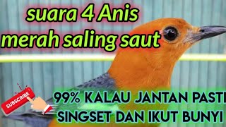 Download Lagu suara Anis merah saling saut,,naikan birahi bikin singset dan kalau jantan pasti ikut bunyi...😁😁😁 MP3