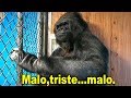 La Sorprendente Gorilla que Hablaba con Humanos -Historia de Koko