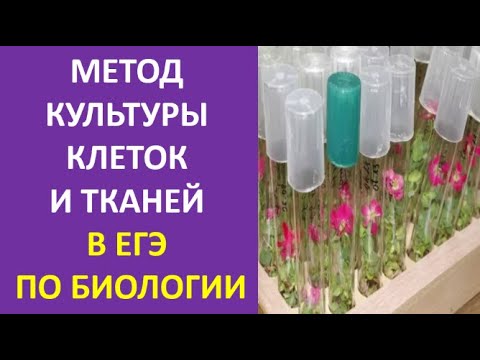 11. Метод культуры клеток и тканей в ЕГЭ по биологии