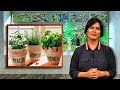 Hierbas que puedes plantar en tu casa - Ellen Te Dice - Consejos del Hogar