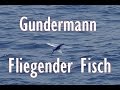 Gundermann - Fliegender Fisch