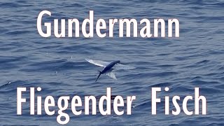 Gerhard Gundermann - Fliegender Fisch. chords