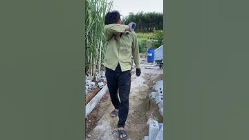 Anh Tippi p1 | Đi làm kiếm tiền mua đồ mới cho người rừng - tippi tv #shorts