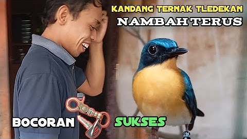 Di dalam rumah ada kandang ternak tledekan gunung
