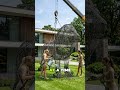 Beautiful Lion Topiary for a Classic American Garden 🦁🌿