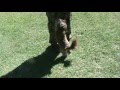 Dog scratches out on command, believe it or not! Other funny tricks too!