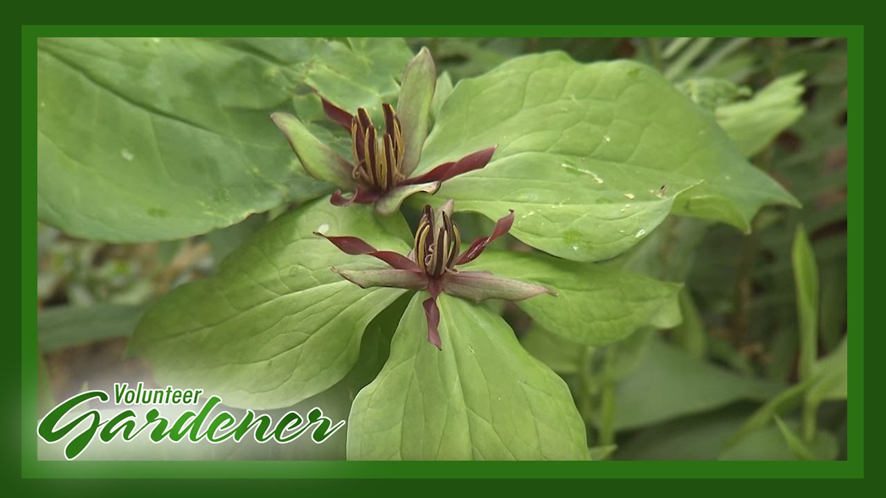 Native Plants Garden | Volunteer Gardener