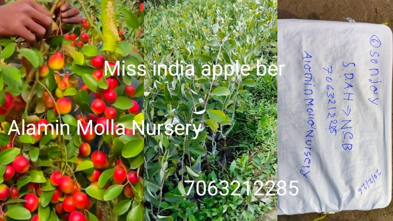 Miss india apple ber Alamin Molla Nursery west bengal kolkata north 24 parganas 7063212285