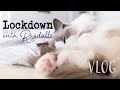 𝚕𝚘𝚌𝚔𝚍𝚘𝚠𝚗 𝗩𝗟𝗢𝗚 | Day in life with Ragdolls Pixie and Bluebell