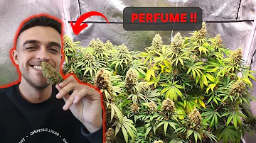 Como tirar cheiro Grow?