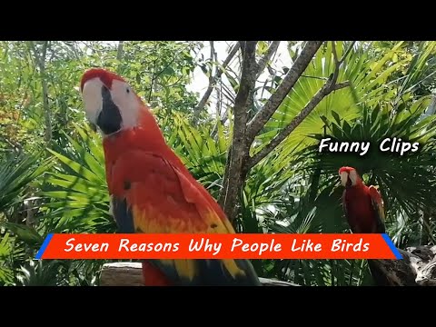 Seven Reasons Why People Like Birds Parrot.
