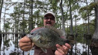 GIANT 1.9 lb Shellcracker! (My Biggest Ever on Ultra Light)