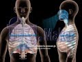 ヒトの呼吸_深呼吸時の横隔膜と肋骨の動き【3DCG**respiration】