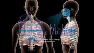 ヒトの呼吸_深呼吸時の横隔膜と肋骨の動き【3DCG**respiration】