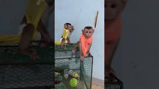 #baby #animal #monkey #cute #love #eating #usa