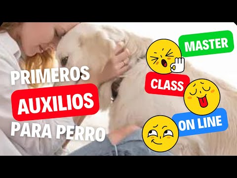 Video: ¡AYUDA! Qué hacer en emergencias caninas comunes