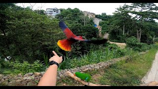 Free Flying Eclectus Parrots | Short Session