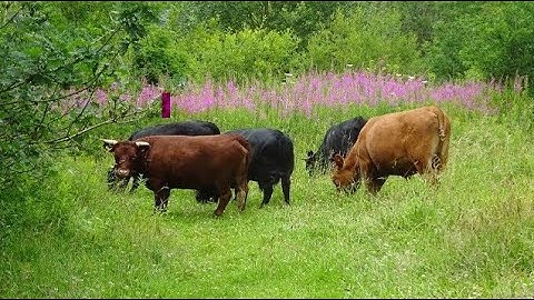 An Introduction to Conservation Grazing of Meadows   Part 1