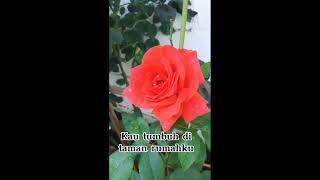 Puisi ' Mawar Merah'