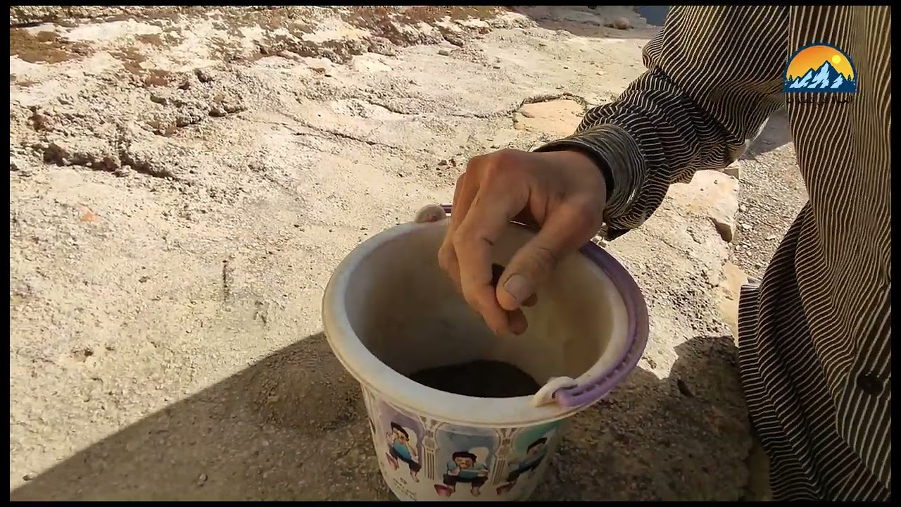 شوفو طريقة زرع اللفت المحفور التفاصيل في صندوق الوصف