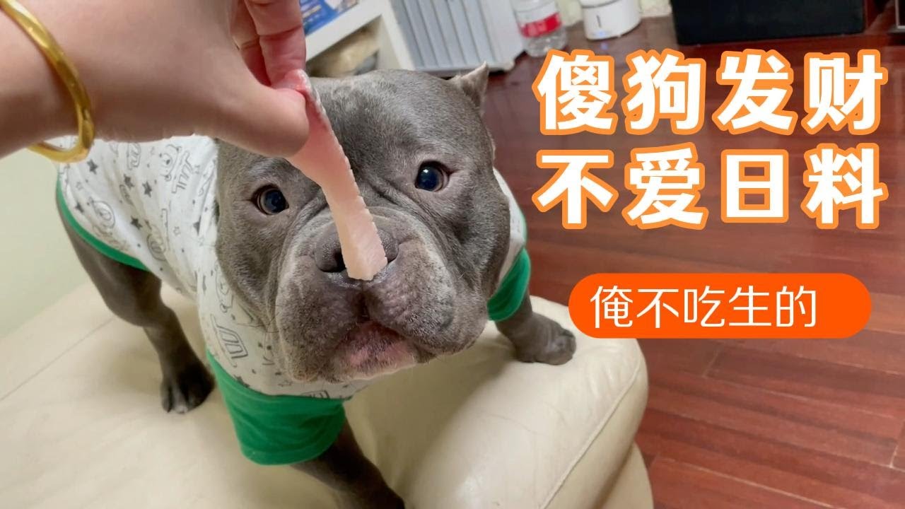 恶霸犬发财性情大变 三文鱼刺身都不吃了 Youtube