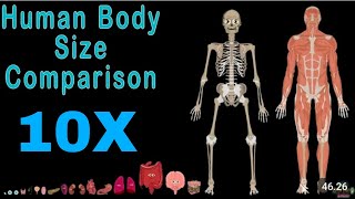Human Body size comparison 10X (Slow it down to 0.1)