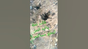 سورة النمل الأيه 18