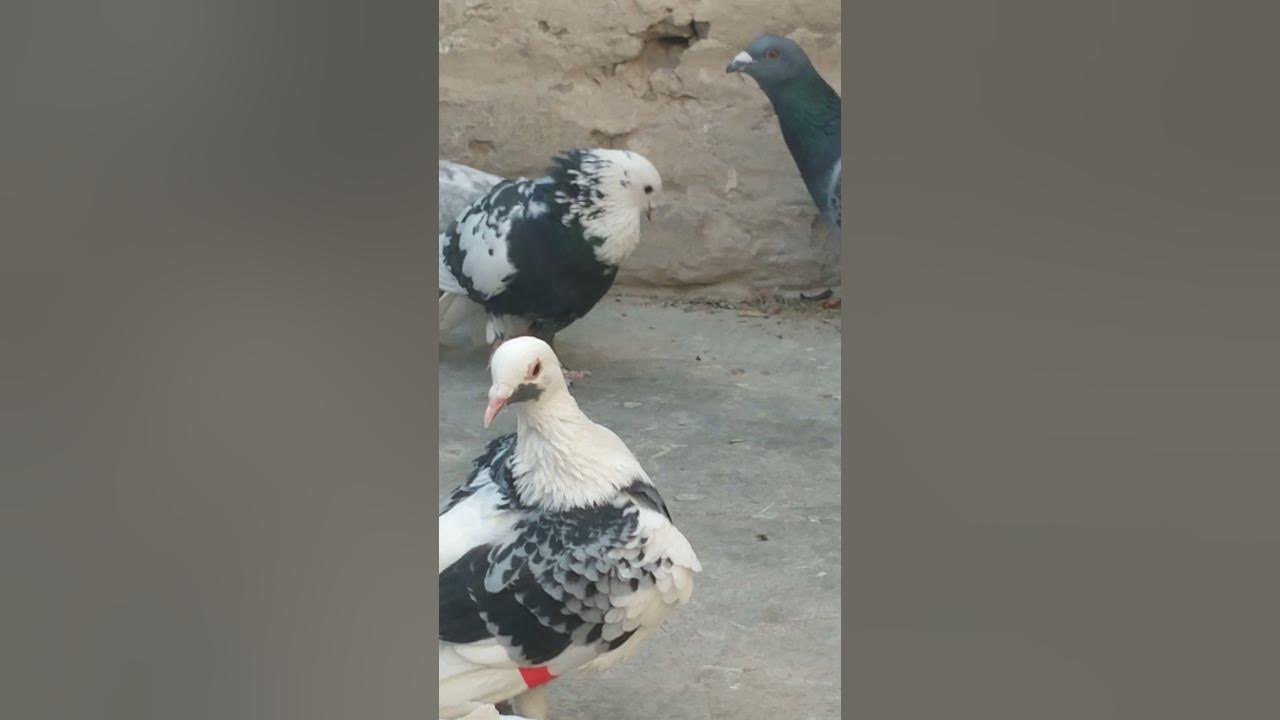 Thor Ablak Lotan Pigeon| Thor Ablak Lotan Masti Karte Huwe #Afghani ...