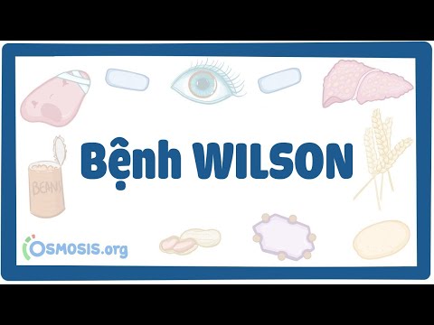 Video: Chu trình Wilson giải thích điều gì?
