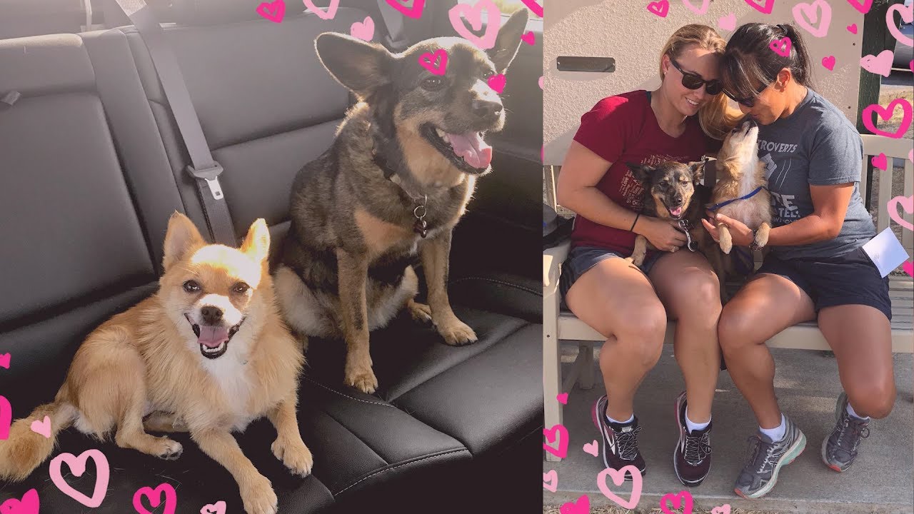 Police Officer Adopts Dog She Rescued From Wildfire That Destroyed ...