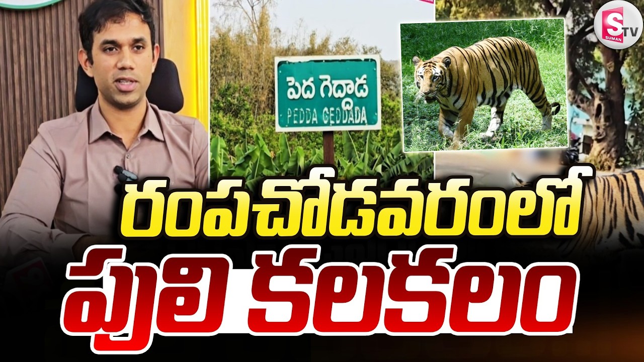Tiger Alert in Rampachodavaram..! | Rampachodavaram | Tiger Warning Latest | @SumanTV Annavaram