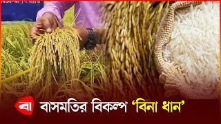 আখ উড য ব ন ধ ন-২৫ চ ষ ব জ ম ত Bina Dhan Paddy Farming Protidiner Bangladesh