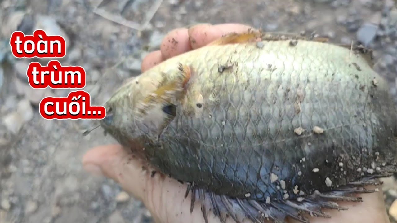 Chia sẻ điểm câu/toàn hàng dữ/kênh khó biết/lên con nào đã con đó..