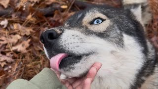 Download Lagu The wolfdog trails MP3