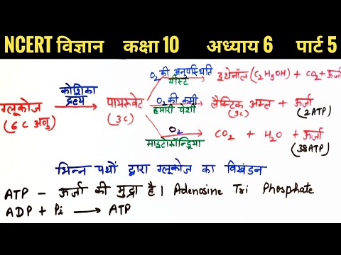 श्वसन, ग्लूकोज का भिन्न पथों द्वारा विखंडन ( कक्षा 10 अध्याय 6 पार्ट 5)