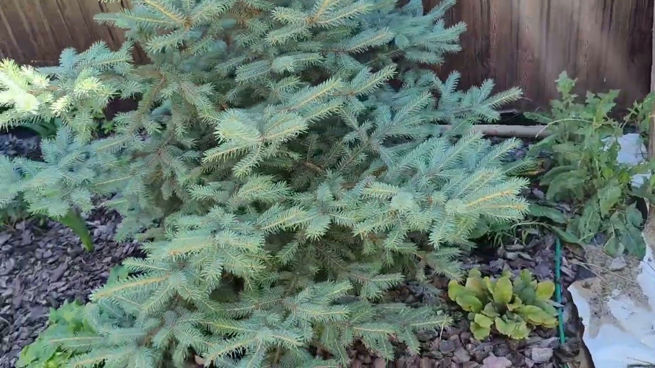 (2) Частина Прогулянка садом з назвами