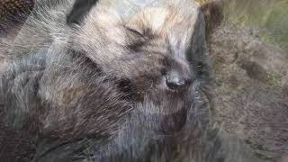 Mexican Gray Wolf Pups: Elusive. Endangered. Extremely Cute. Net Worth