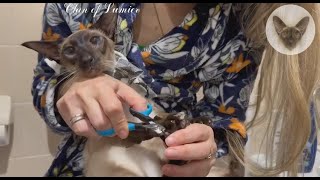 The procedure is unpleasant, but necessary 😮😊😮 trimming cat claws | oriental cat | cat family 😮 by Clan of Lumier 249 views 3 weeks ago 1 minute, 16 seconds
